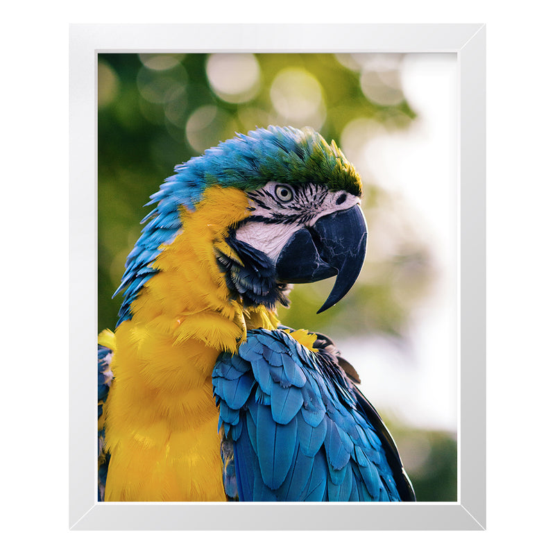 Framed Fine Art Giclée Print - Custom Koala