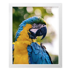 Framed Fine Art Giclée Print - Custom Koala